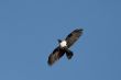 Crow in mid flight