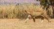 Lioness