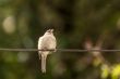 Bird on a wire