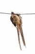 Speckled Mousebird hanging on wire