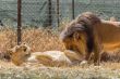 Lion kind of love