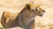 Lioness