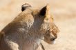 Lioness