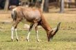 Blesbok