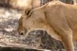 Lioness drinking water