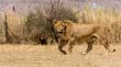 Lioness