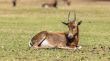 Blesbok
