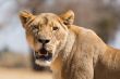 Lioness