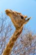 Portrait of a giraffe