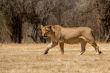 Lioness