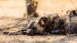 African wild dog