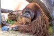 The old orangutan