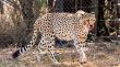 Cheetah 