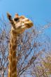 Portrait of a giraffe