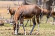Blesbok