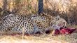 Cheetah 