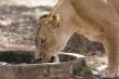 Lioness drinking water