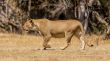 Lioness