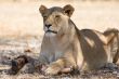 Lioness
