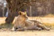 Lioness