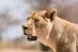 Lioness