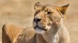 Lioness