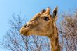 Portrait of a giraffe