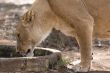 Lioness drinking water