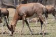 Blesbok