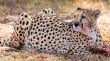 Cheetah 