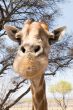Portrait of a giraffe