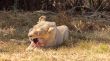 White lion