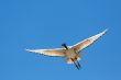 A Crane in flight