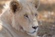 Young white lion