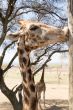 Giraffe kissing a pole