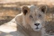 Young white lion