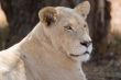 Young white lion