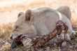 White lion