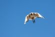 A Crane in flight