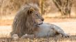 White lion