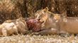Lioness eating with her cubs