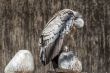 Cape Vulture