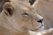 Young white lion