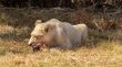 White lion