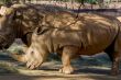 Rhinos