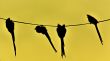 Speckled Mousebird hanging on wire