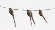 Speckled Mousebird hanging on wire