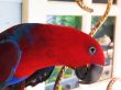 Female Eclectus Parrot Posing for the Camera