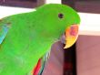 Green Male  Eclectus Parrot Posing for the Camera