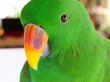 Green Male  Eclectus Parrot Closeup